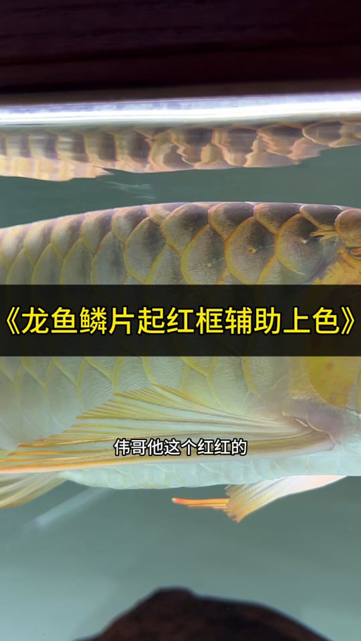 《魔兽世界》红龙鳞片胸甲获取全攻略：掉落来源、材料准备与制作要求详解